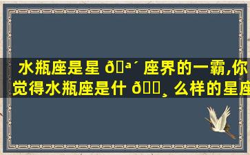 水瓶座是星 🪴 座界的一霸,你觉得水瓶座是什 🕸 么样的星座